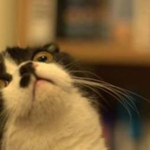 Meet your Posher, Irene